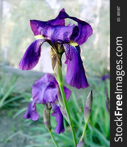 2 iris flowers