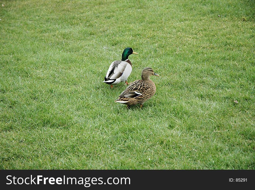 Two ducks go for a walk