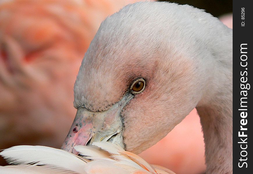 Closeup of a flamingo. Closeup of a flamingo