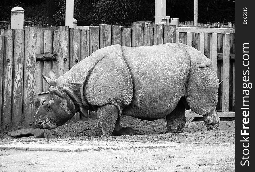 Sideview of rhino at the zoo. Black & white. Sideview of rhino at the zoo. Black & white