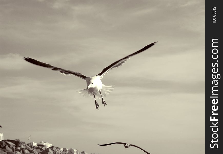 Flying Seagull.