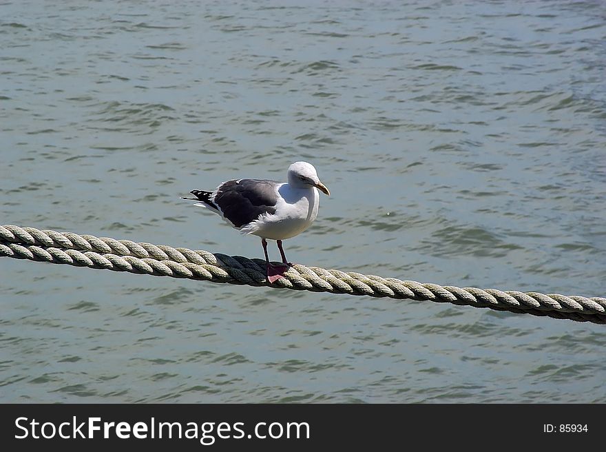 Seagull walking on suspended rope. Seagull walking on suspended rope