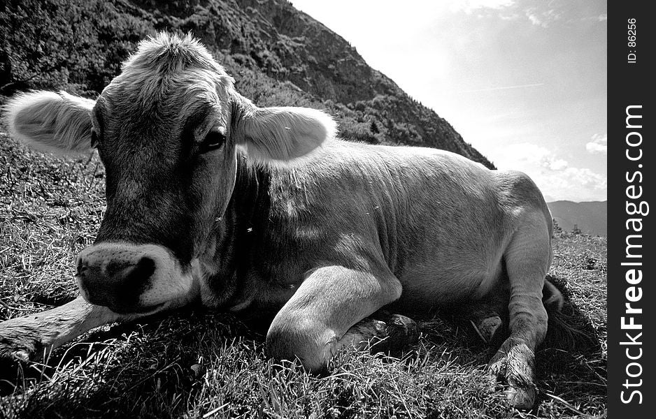 Cow shot in the alps of Austria