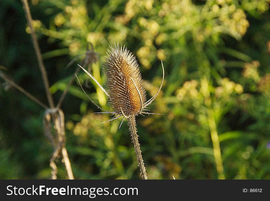 Dried thistle in a field