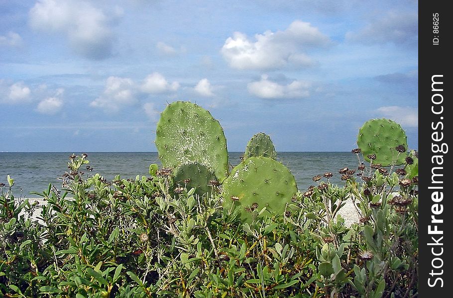 Cactus on the beach near the ocean. Cactus on the beach near the ocean