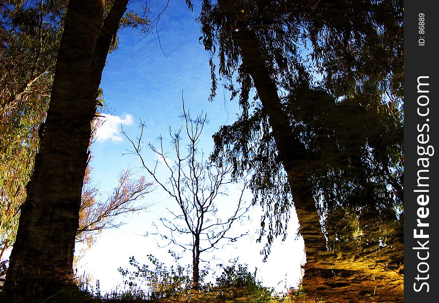Treeflections