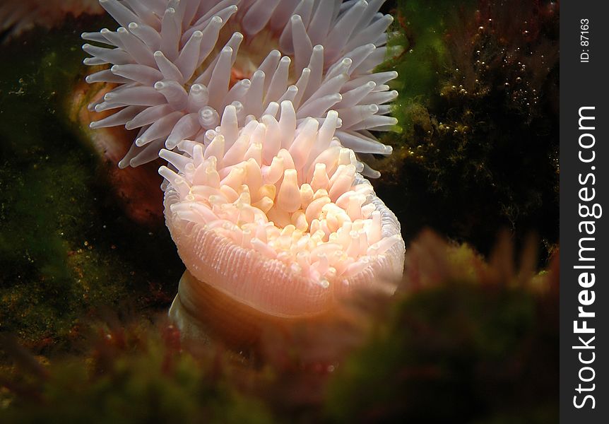 Sea Anemone. Sea Anemone