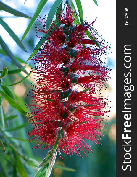 Flowers on some exotic tree. Flowers on some exotic tree