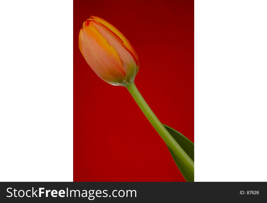 Orange Tulip with red background