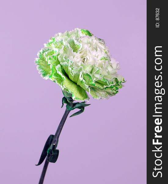 Single green white carnation over violet background