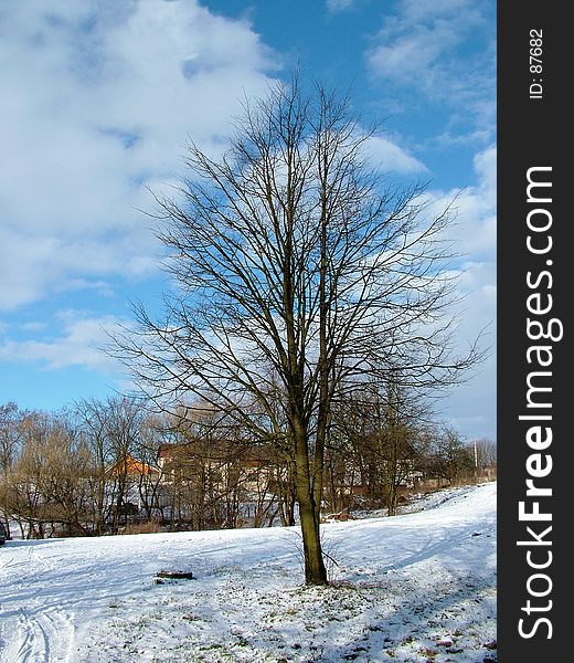 Tree in park, winter