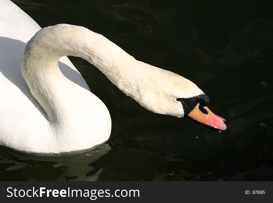 Swan Drinking