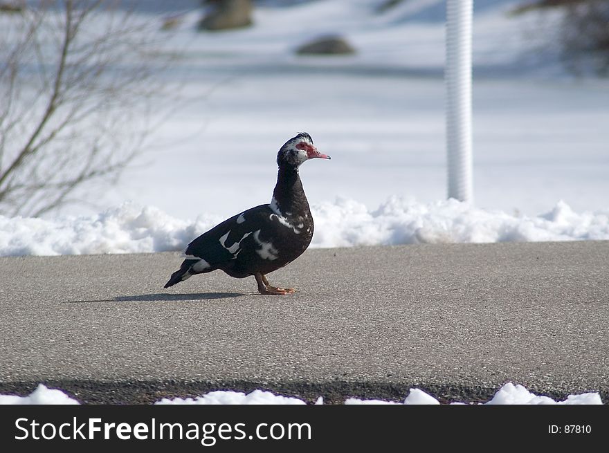 An ugly duck walking on a paved path in a park. the ground surrounding the duck is covered with snow. An ugly duck walking on a paved path in a park. the ground surrounding the duck is covered with snow