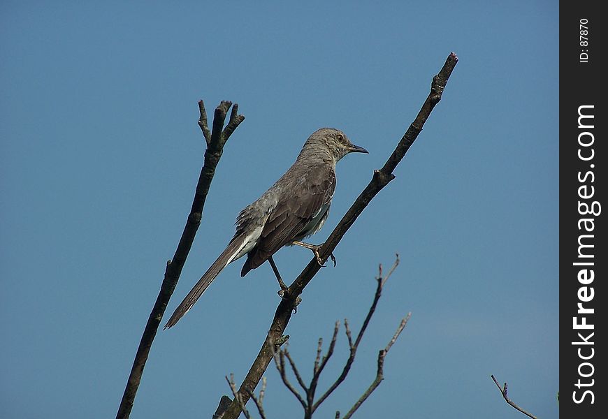 Mockingbird against blue sky