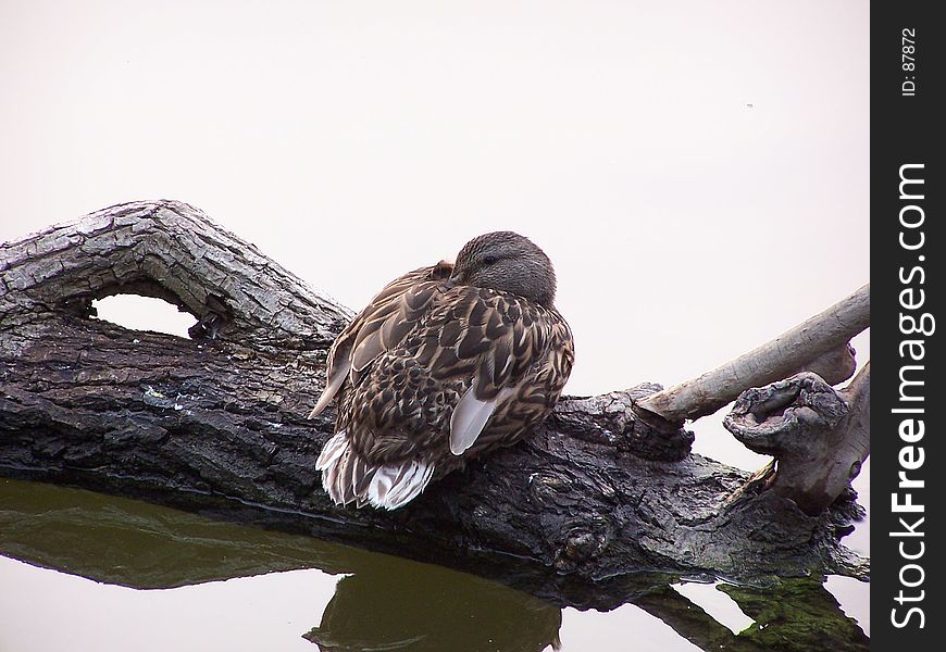 Female Mallard resting on log at waters edge. Female Mallard resting on log at waters edge
