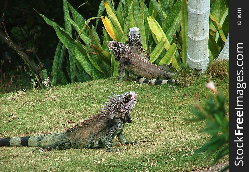 F afamily of Iguanas waiting for a Sunday treat. F afamily of Iguanas waiting for a Sunday treat