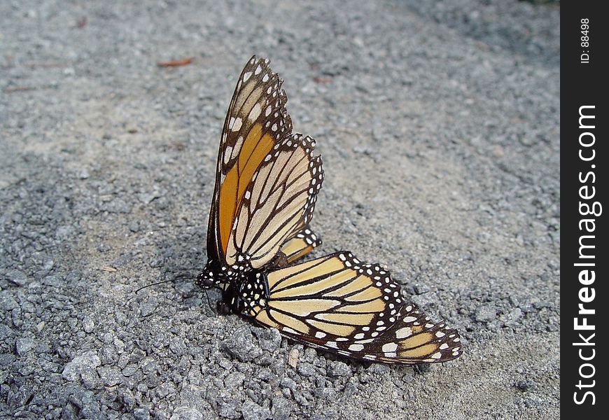 Two Monarchs in late summer early morning. Two Monarchs in late summer early morning.