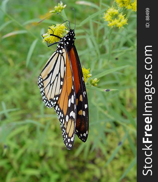 This little critter let me get very close. Monarch butterfly in Hopewell, NU Watershed Park Nature Center. This little critter let me get very close. Monarch butterfly in Hopewell, NU Watershed Park Nature Center.