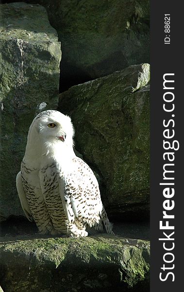 White owl sitting on rocks in a park