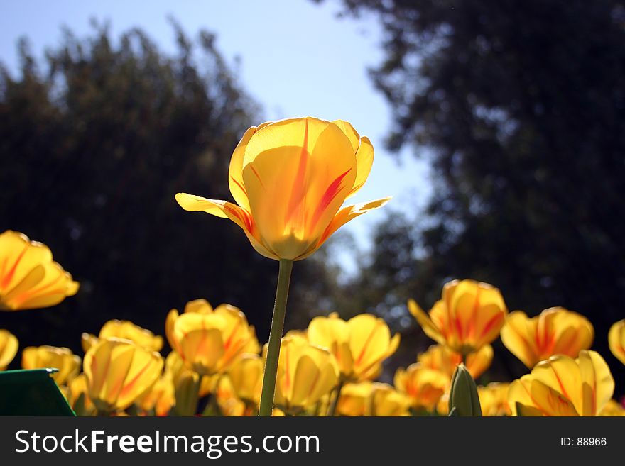 Yellow and red tulips. Yellow and red tulips