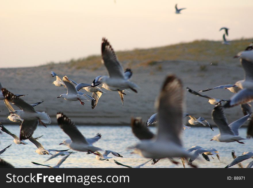 Many seagulls in flight