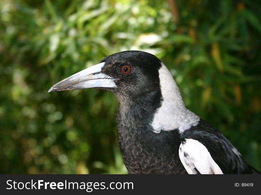 Magpie closeup