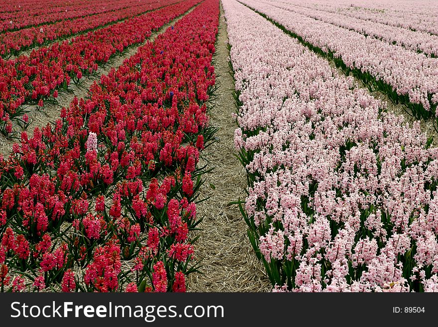 Hyacinth field