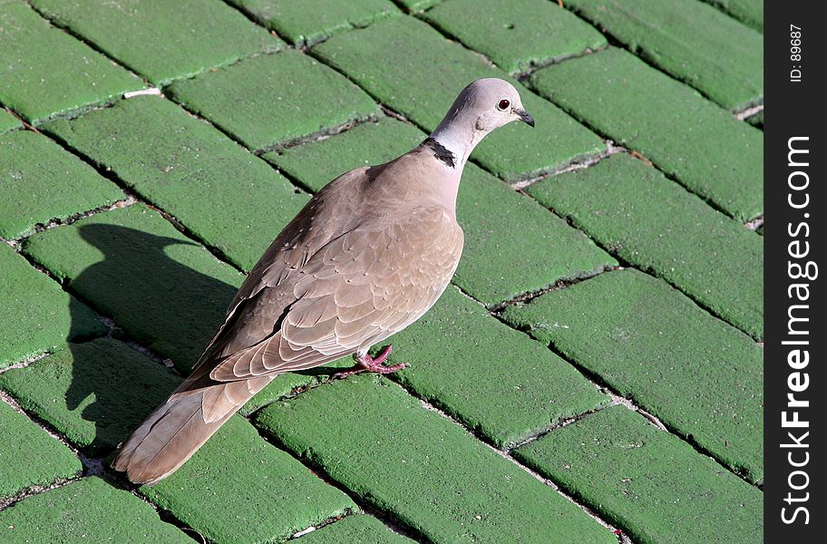 Mourning Dove on a green brick background.