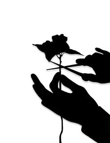 Pruning Royalty Free Stock Photo Pruning Royalty Free Stock Photo