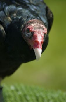 What Are You Looking At - Turkey Vulture (Cathartes Aura) Royalty Free Stock Photography
