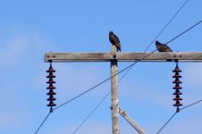 Turkey Vultures Royalty Free Stock Photography Turkey Vultures Royalty Free Stock Photography