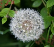 Dandelion Clock Royalty Free Stock Photos Dandelion Clock Royalty Free Stock Photos