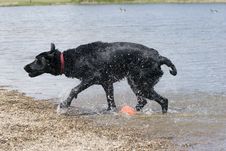 Black Lab Swim Royalty Free Stock Photos Black Lab Swim Royalty Free Stock Photos