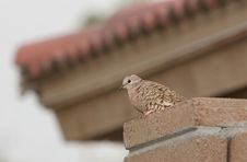 Dove On Wall With Spanish Tile Roof Stock Images