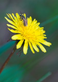 Young Bee Resting On Yellow Dandelion Royalty Free Stock Photo Young Bee Resting On Yellow Dandelion Royalty Free Stock Photo
