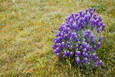 Spring Lupine Royalty Free Stock Photography Spring Lupine Royalty Free Stock Photography