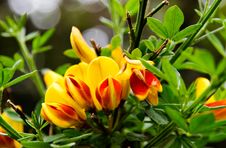 Blooming Red And Yellow Scotch Broom Flowers Stock Photos Blooming Red And Yellow Scotch Broom Flowers Stock Photos