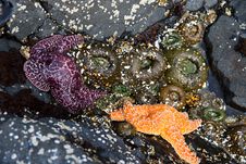 Two Starfish And Sea Anemone Royalty Free Stock Photography
