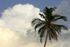 Tropical Palm Royalty Free Stock Photography Tropical Palm Royalty Free Stock Photography