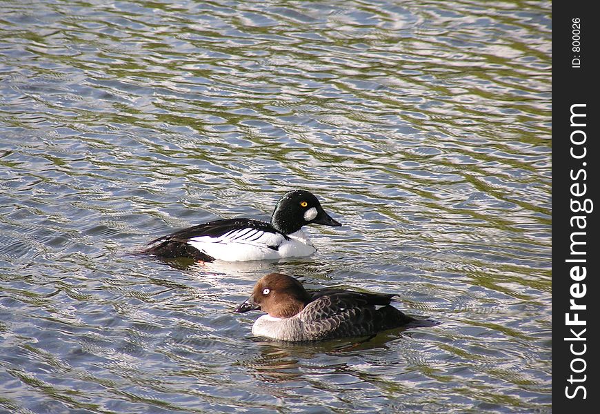 Ducks