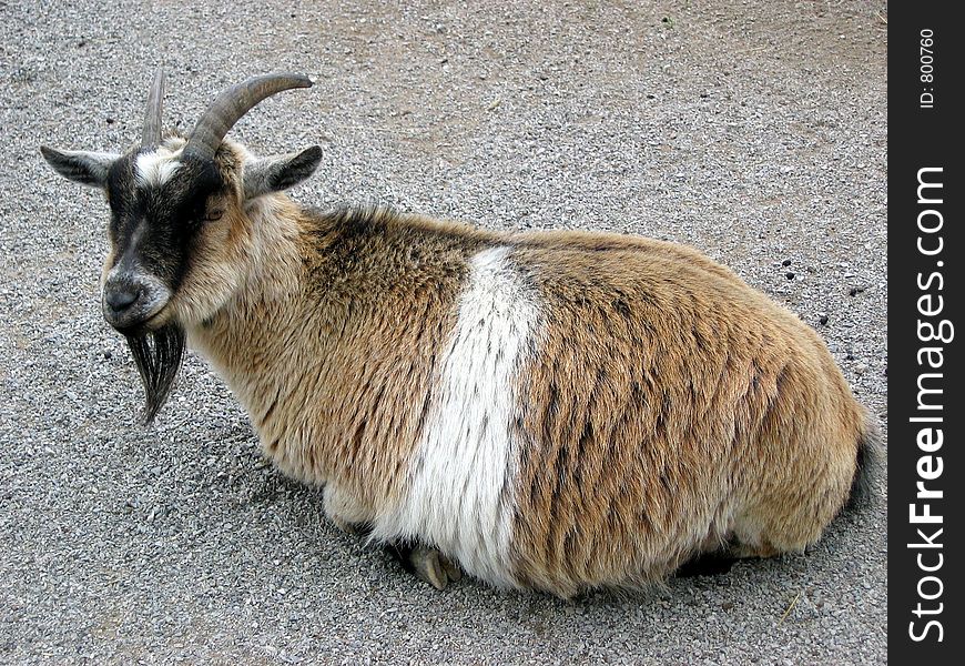 Goat resting