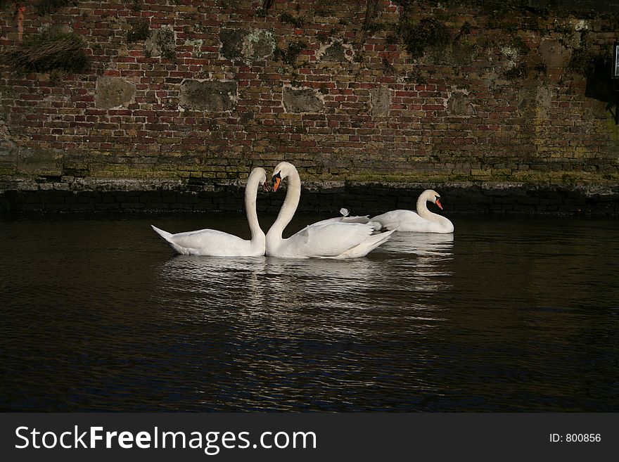 A pair of swans seems to be kissing and a heart shape emerges. A pair of swans seems to be kissing and a heart shape emerges.