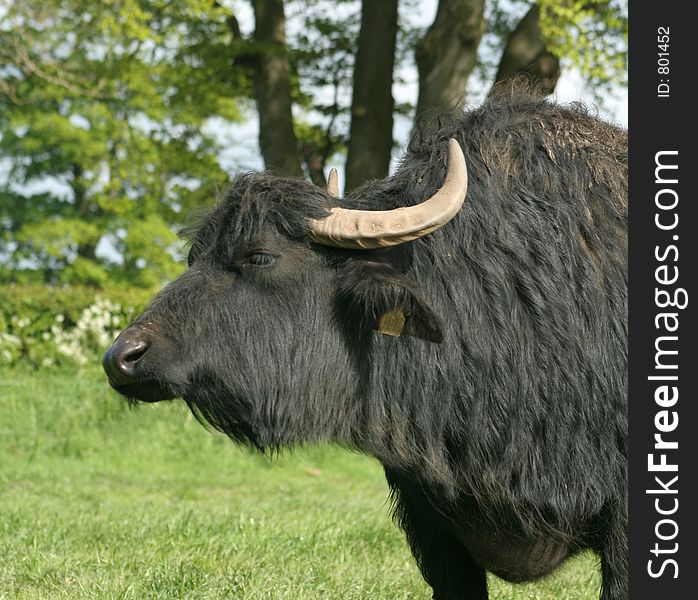 Sunbathing Buffalo