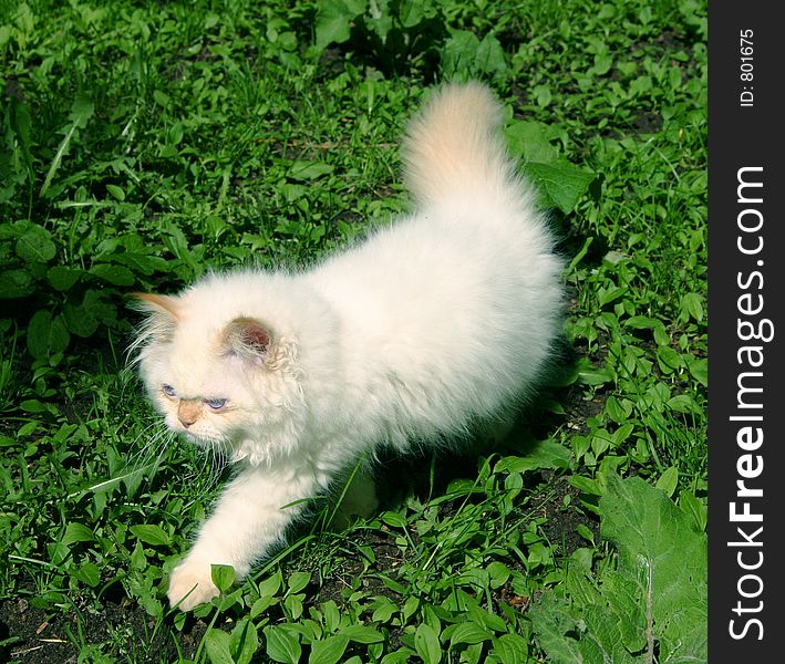 The cat goes for a walk on a court yard. The cat goes for a walk on a court yard