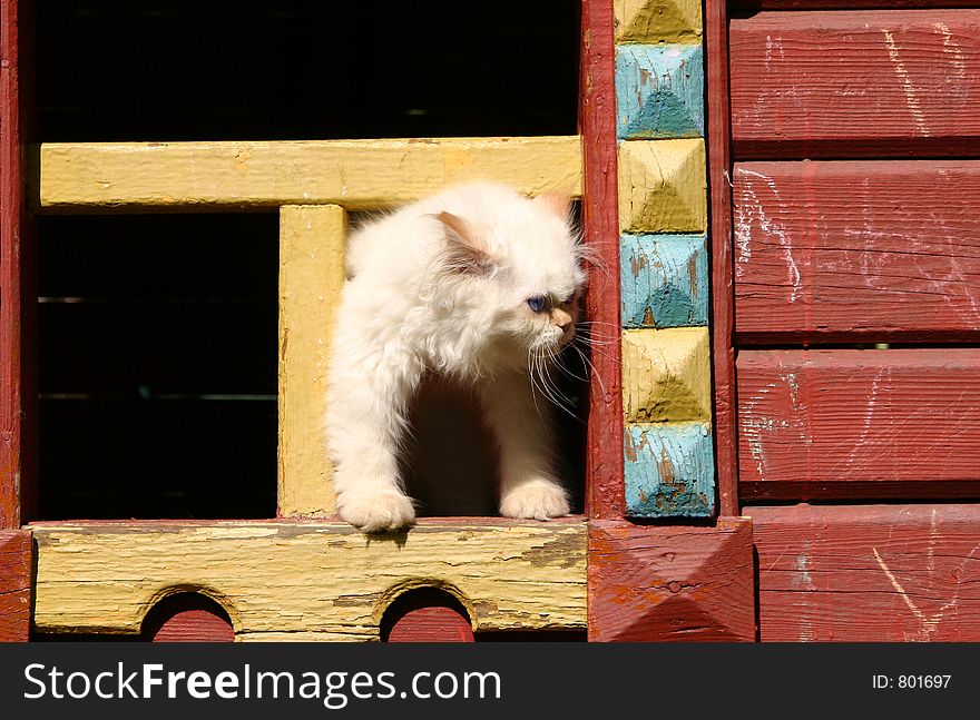 The cat looks out from a window of a toy house. The cat looks out from a window of a toy house