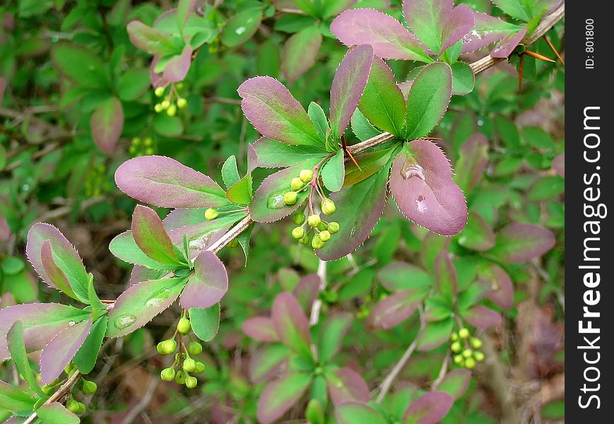 Young green and lilac leaves. Young green and lilac leaves.