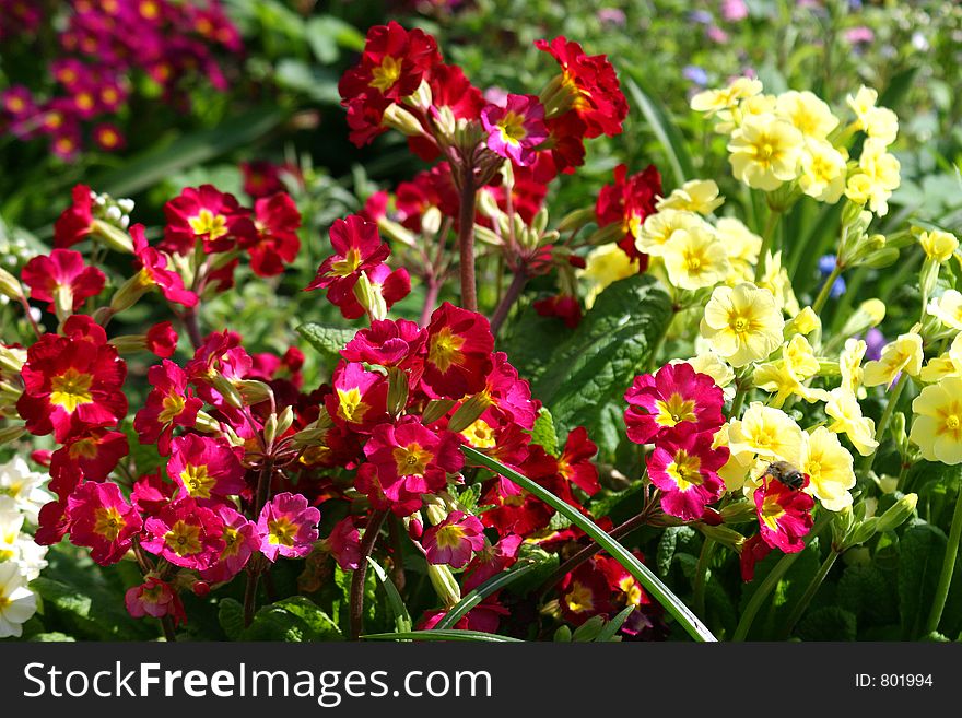 Primroses.