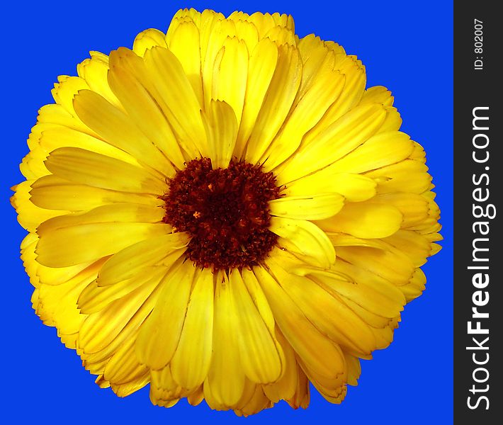 Yellow flower isolated over blue
