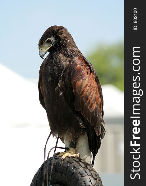 Falcon stands on a tyre perch at a show. Falcon stands on a tyre perch at a show