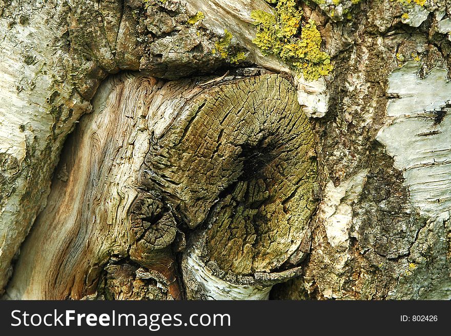 Silver birch bark texture detail